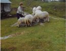 groastolen folk og husdyr